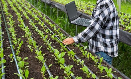 Rockwood Forest Nursaries employee with laptop