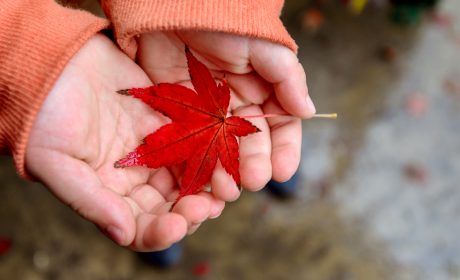 Person holding a red maple leaf