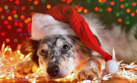 Dog wearing a Santa hat lying on the floor among Christmas lights