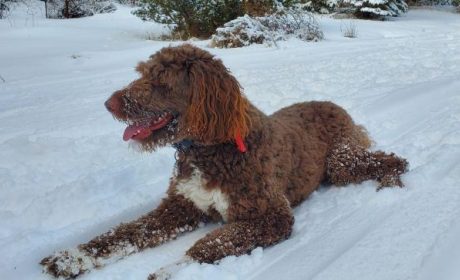 Picture of a dog lying down in the snow by Charles Braedley