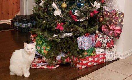 Cat sitting in front of a Christmas Tree