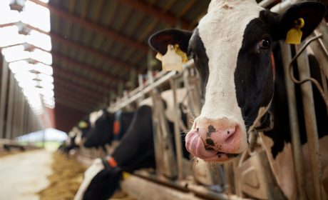 Farmers Now Using Fitbits on Cows to Monitor with Fast Internet