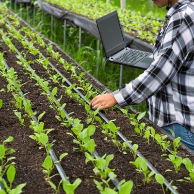 Rockwood Forest Nursaries employee with laptop