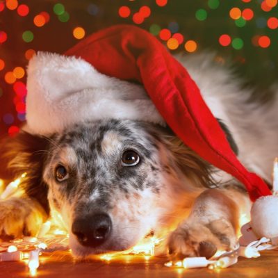 Dog wearing a Santa hat lying on the floor among Christmas lights