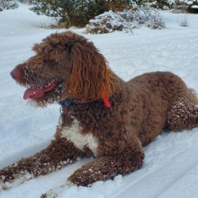 Picture of a dog lying down in the snow by Charles Braedley