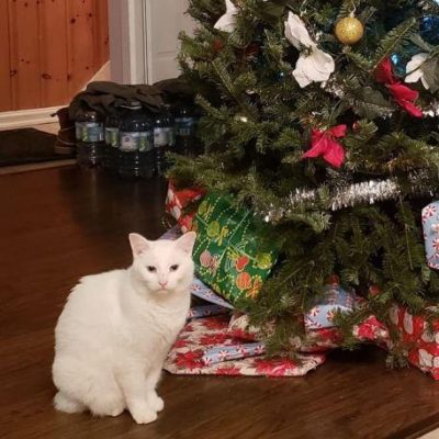 Cat sitting in front of a Christmas Tree