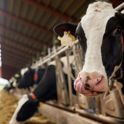 Farmers Now Using Fitbits on Cows to Monitor with Fast Internet
