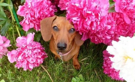 A photo of a dog surrounded by pink flowers.