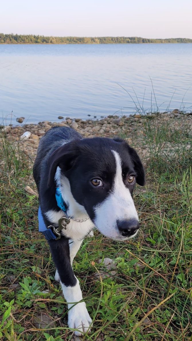 Border collie