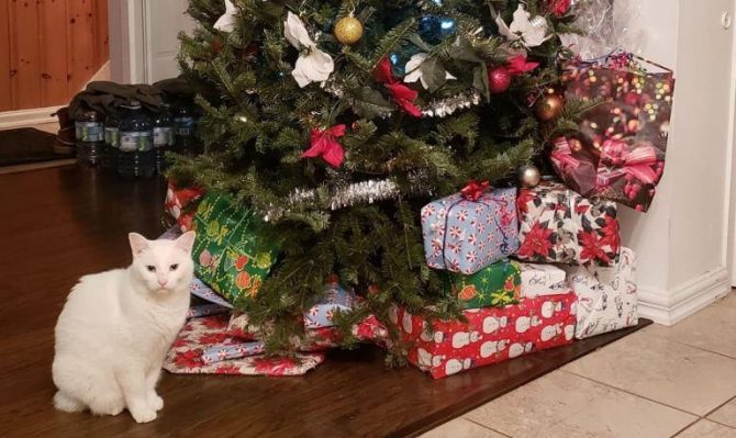 Cat in front of Christmas tree