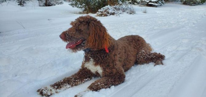 Poodle mix dog sitting in snow