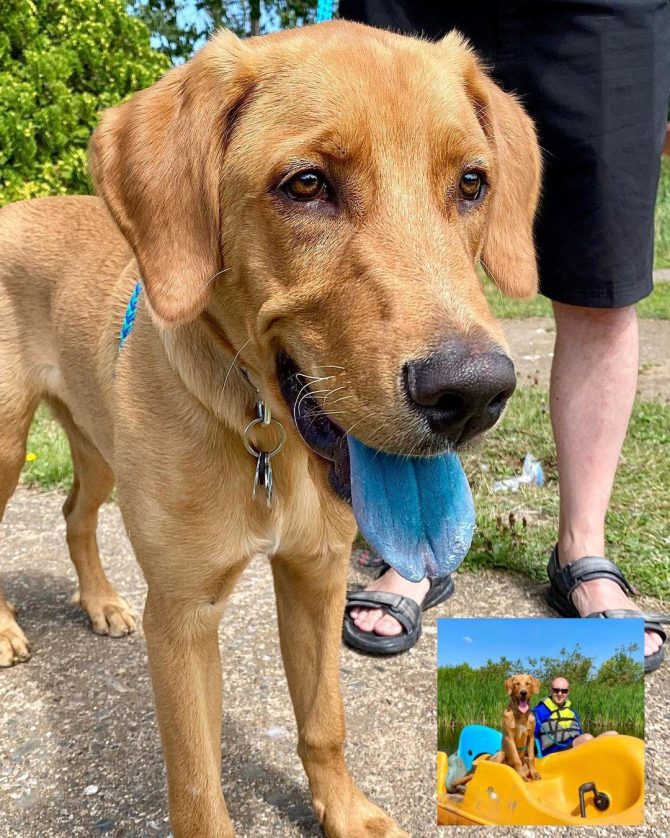 Yellow lab with blue tongue