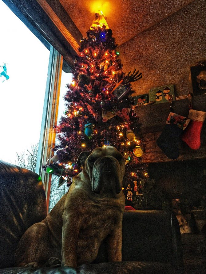 Dog sitting in front of Christmas tree