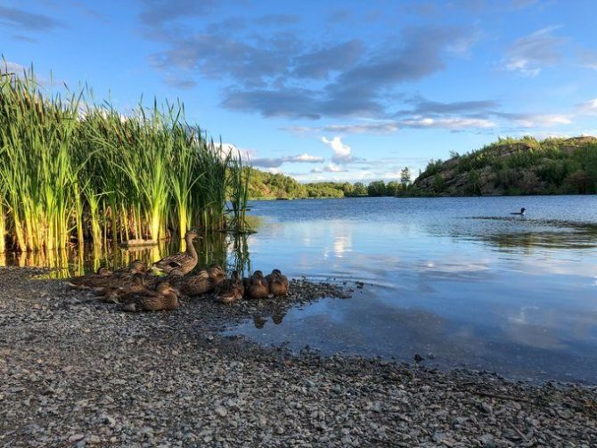 Sunny pond