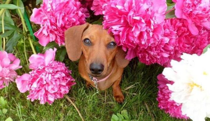 A photo of a dog surrounded by pink flowers.