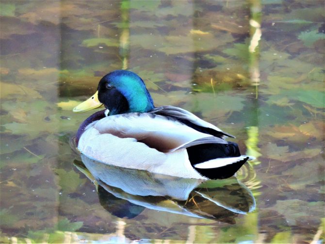 Duck swimming in water