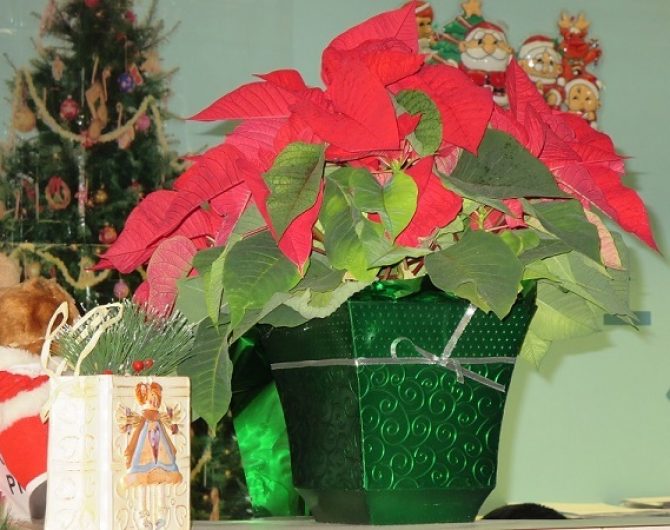 Christmas plant