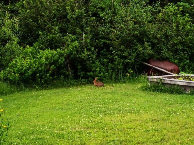 Bunny in backyard
