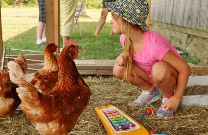 Small child and chickens