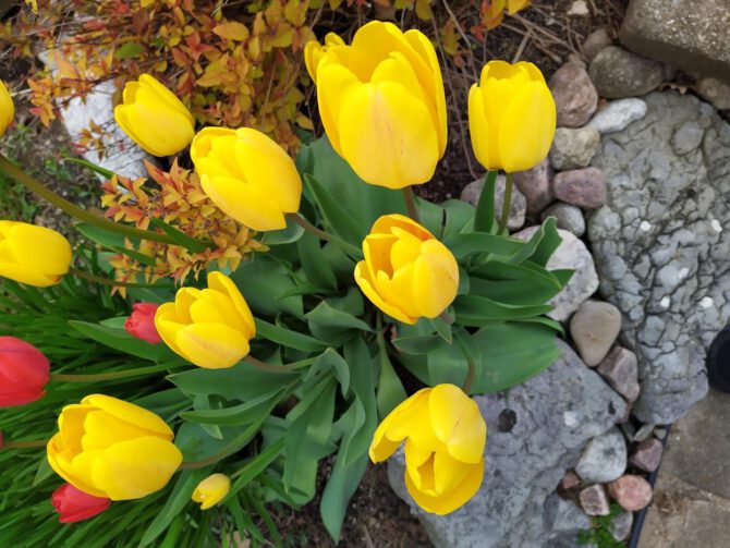 A photo of bright yellow tulips and a few red tulips.