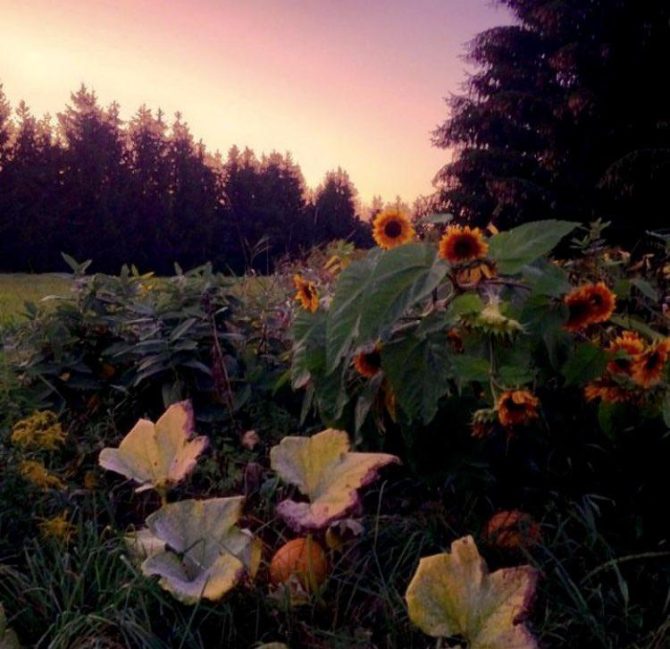 Wildflowers by sunset