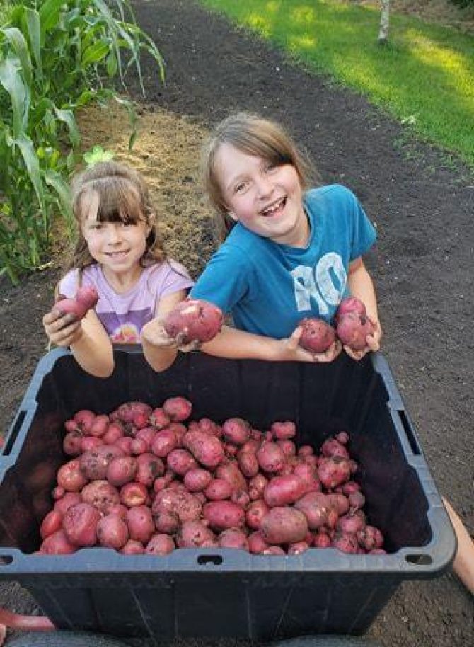 Children picking apples