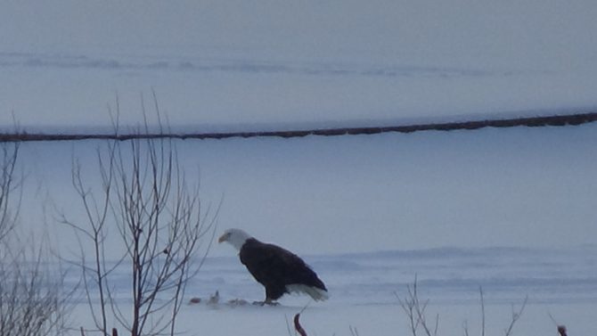 A photo of a bald eagle standing in a snowy field.