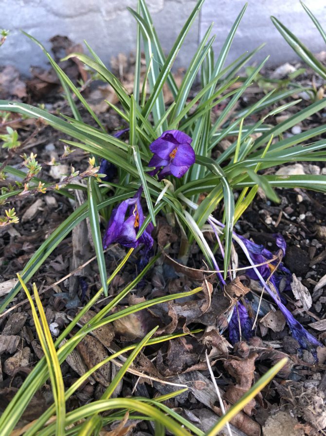 Photo of a flower in bloom.