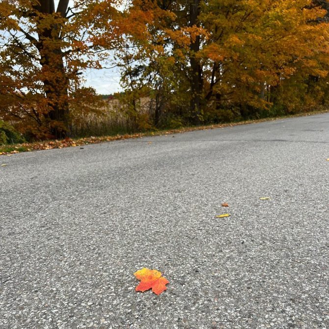 A single leaf on a country road