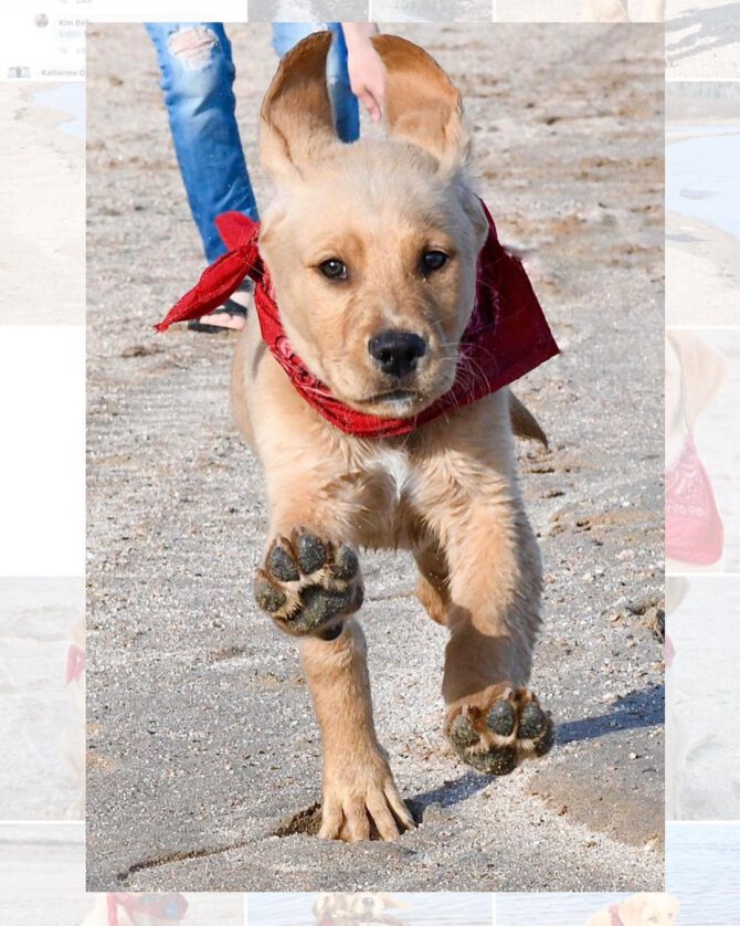 A puppy running along a sandy beach toward the viewer.