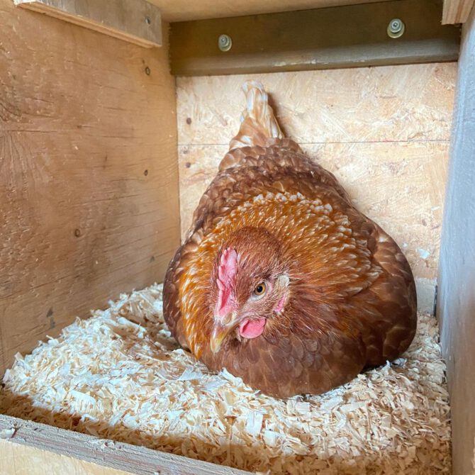 A photo of a hen in its nest within a chicken coop.