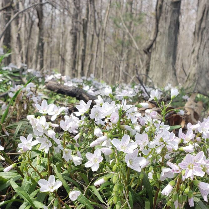Many white flowers growing among trees in a wooded area.