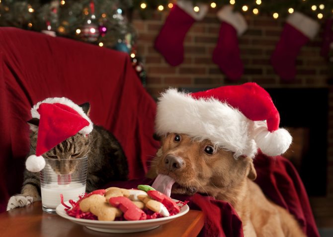 Dog and cat having christmas dinner