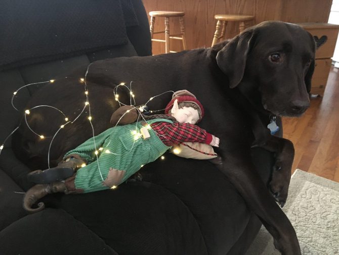 Dog snuggling with a toy