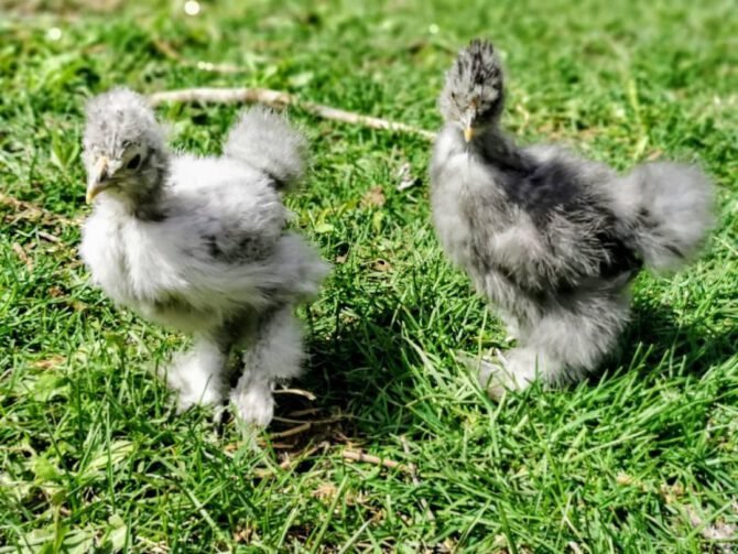 A photo of baby chicks.