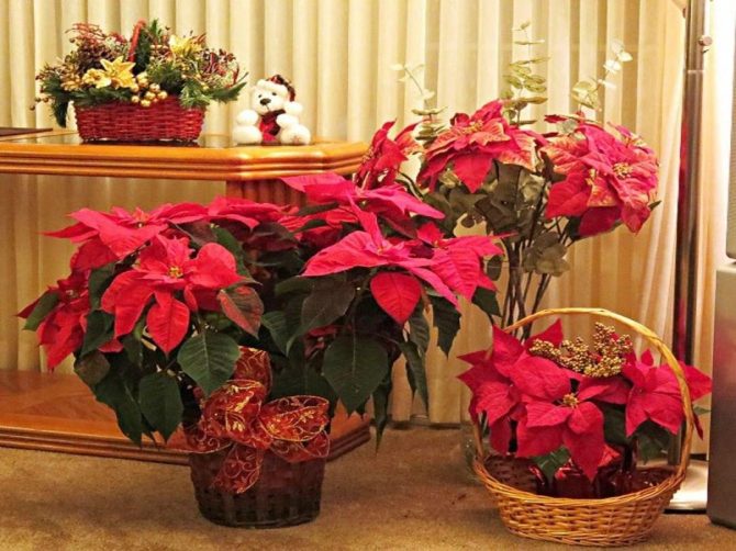 Christmas plant