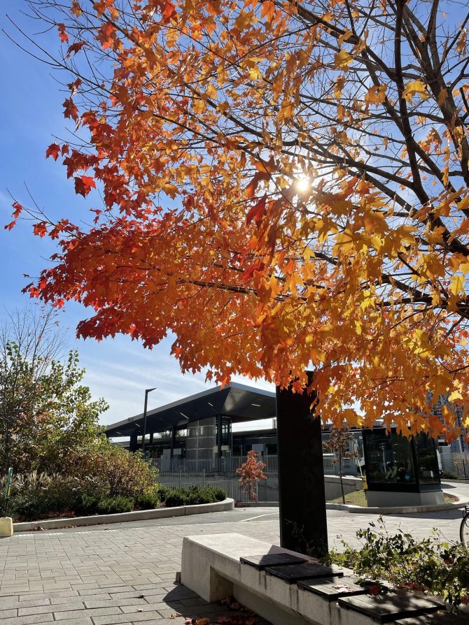 Beautiful orange and red tree in the fall